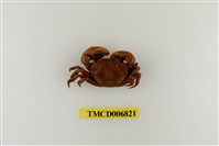 藏品(絨毛近方蟹)的圖片